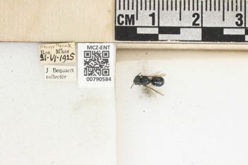 Media type: image;   Entomology 790584 Aspect: Labels